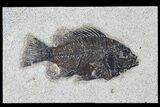 Cockerellites (Priscacara) Fossil Fish - Wyoming #77896-1